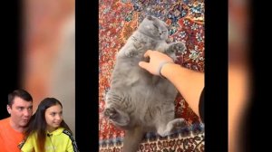 СМЕШНЫЕ КОТЫ В ШКОЛЕ В ТИКТОК ? Коты и Собаки! НЕ ЗАСМЕЙСЯ ЧЕЛЛЕНДЖ Funny Cats .mp4