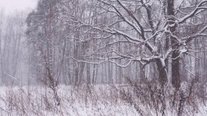 ТАКАЯ УЮТНАЯ ЗИМА (Фото Ольги Токаревой (М) - Бердьен Стенберг - Адажио В.А. Моцарта для кларнета)