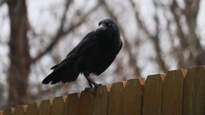 К чему снится Ворона?  Толкование снов