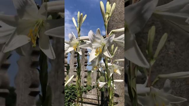 Богородичин цвет - БЕЛИ ЉИЉАН  
(lat. Lilium candidum)