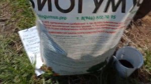 ПОСАДКА ТОМАТА для раннего урожая без теплицы