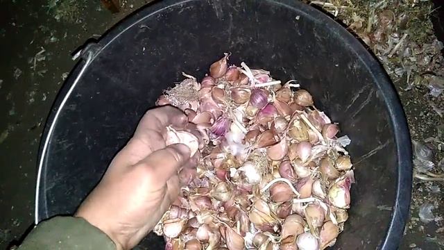 Дробилка для чеснока, разделение головок чеснока на зубки смотреть онлайн