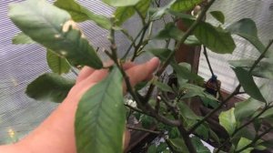 Воздушная отводка лимона Дженоа. Первый опыт.