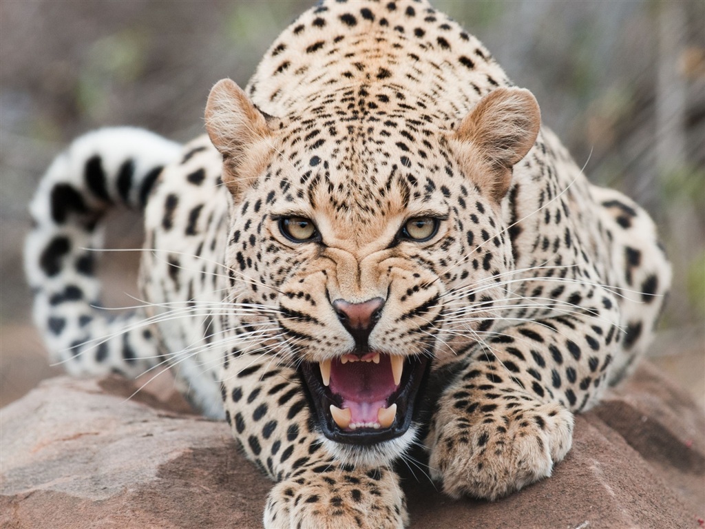 ЛЕОПАРД: Самый маленький хищный приспособленец | Интересные факты о леопарде