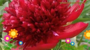 Пион молочноцветковый Ред Меджик. Краткий обзор, описание характеристик paeonia lactiflora Red Magi