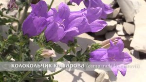 колокольчик Комарова