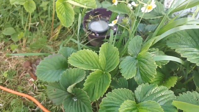 Дача, живность , охота смотреть онлайн