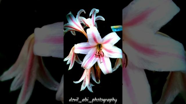 REAL Vs EDITS #4 • அபி PHOTOGRAPHY • #devil_abi_photography #realvsedit #photoediting