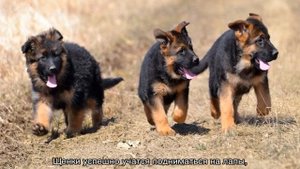 Вес немецкой овчарки по месяцам: таблица