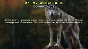 К чему снится волк. Сонник Хассэ. Толкование снов.