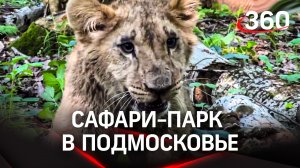 Звериное соседство: к тиграм подселили львиц | Сафари-парк под Можайском