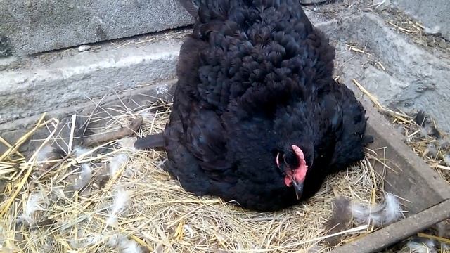 Куры.Карликовый Кох! И джерсийский гигант! смотреть онлайн