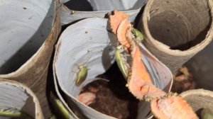 Банановые тараканы бодаются