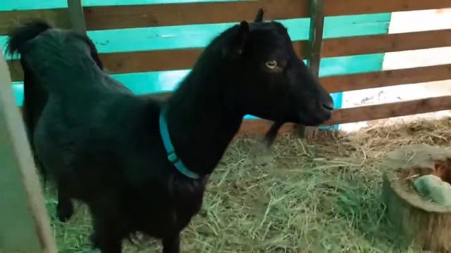 Дойная коза Ламанча LaMancha