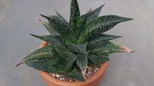 Succulent Gasteraloe "Flow"