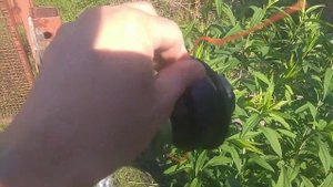 Обзор Электро триммера RedVerg Basic EB-1100#Триммер#Коса#Электрокоса#Лето#ДачаУдача#2021#Обзор