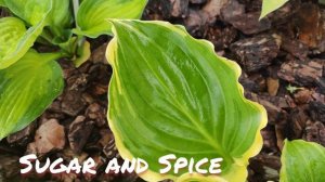 Хоста сорт Sugar and spice в июне