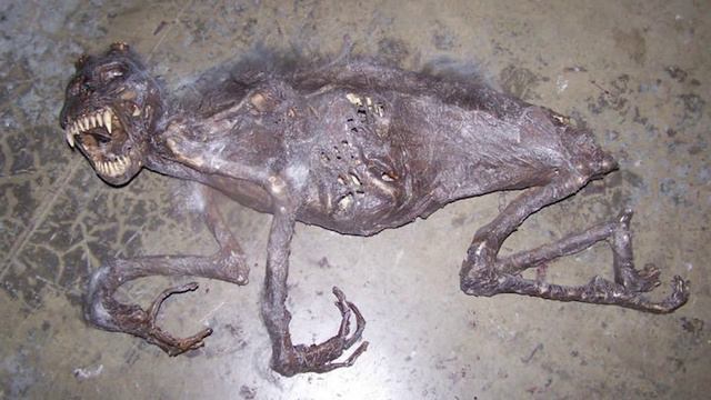 Чупакабра [Кто это?] смотреть онлайн