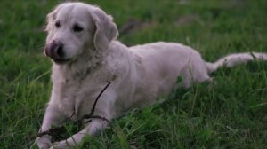 Dog TV - Dogs to Relax to Gentle Piano Music - NO ADS - Dogs in Nature - Anti Anxiety