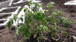 КАК ДОЛЖНА ВЫГЛЯДЕТЬ РАССАДА ПРИ ВЫСАДКЕ В ГРУНТ? Ольга Чернова.