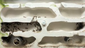 Что случилось с Pheidole pallidula спустя год? Расцвет и закат империи фей. #МуравьиЯрославль