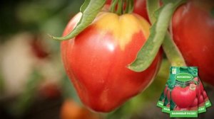 Сердцевидный сочный томат Малиновый рассвет!!!