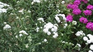 Белые цветы гипсофила как лучше посеять под зиму