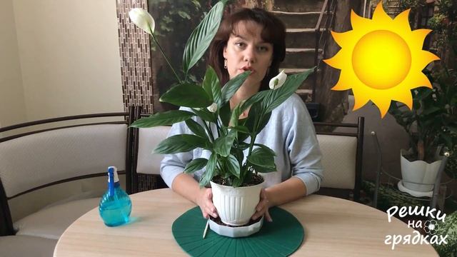 Спатифиллум Уход в домашних условиях
