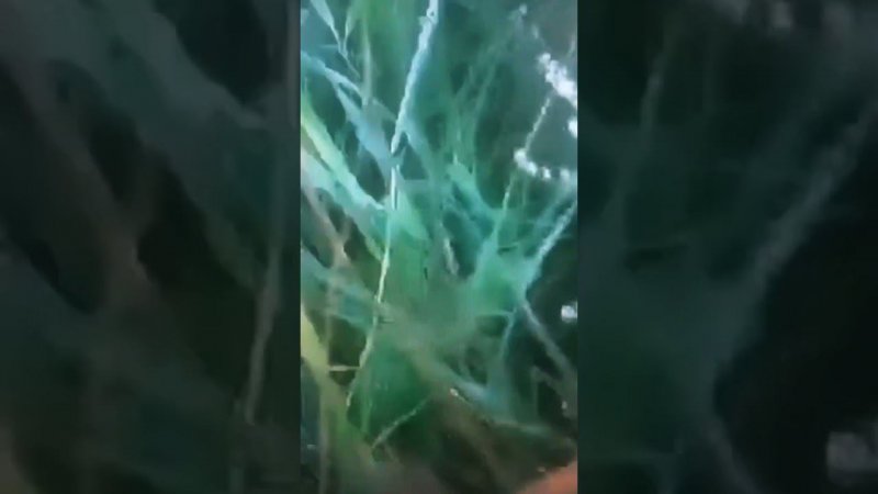 Бобёр сделал большой бульк