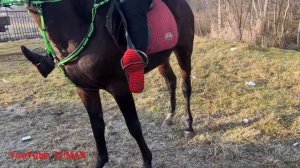 2024 г ,Рынок Лошадей Чечня в Урус Мартане