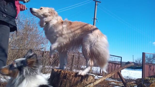 Разминка с балансом Спорт с собакой СОБАЧЬЕ ХОББИ ХАРЬКОВ DOGGY HOBBY смотреть онлайн