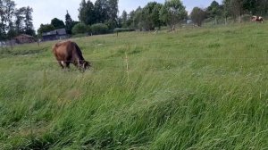 Сенокос 2020. Заготовка сена на зиму.