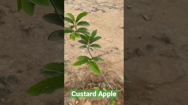 Custard Apple | Sharifa | #viral #ytshorts #video #shortvideo #random #shorts #custard #apple