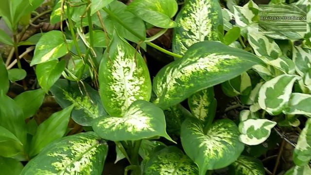 GARDEN TOUR ULIT FEATURING ANG ILANG FLOWERING PLANTS! | My Plant Collection | Orchids | Santan смотреть онлайн