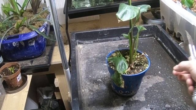Цветение мимозы и укоренение банана.