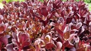 Sedum Touchdown Teak - An amazing new Stonecrop from our Hand Picked For You program