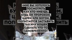 Про котов