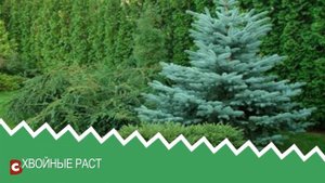 Садко - питомник растений