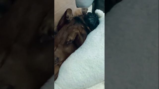 Смешная поза собаки пти-брабансон смотреть онлайн