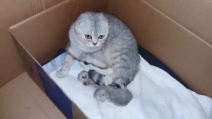 МЯУКАНЬЕ НОВОРОЖДЕННЫХ КОТЯТ / КОШКА МАМА И КОТЯТА  МЯУКАЮТ ? МИЛЫЕ КОТИКИ СКОТТИШ ФОЛД