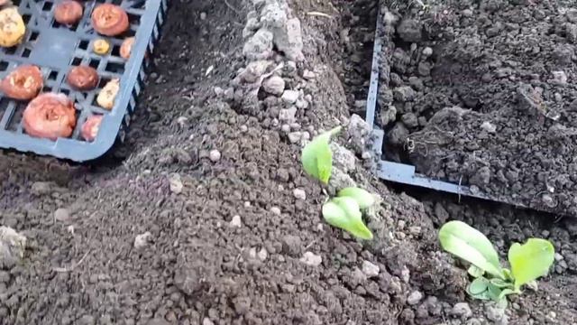 Гладиолусы. Посадка луковиц необычным способом.