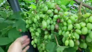 Сколько листьев оставлять на винограде