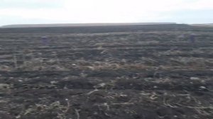 Как собирают картошку на поле работа поля
