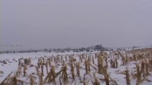 Гусиная охота.