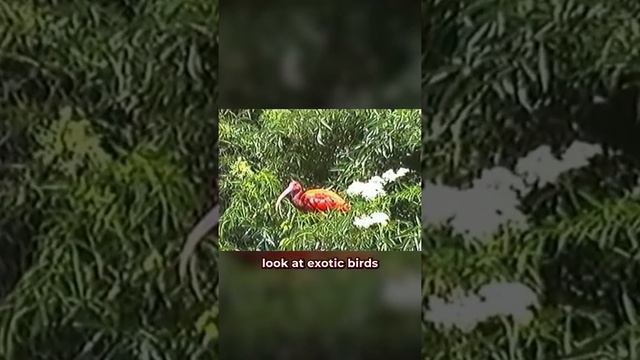 Disney World Has A Secret 😨 смотреть онлайн