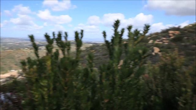 Protea farms-my journey to San Diego County in search of leucospermum, leucadendron, protea. смотреть онлайн