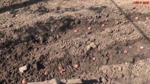Лук семейный Посадка