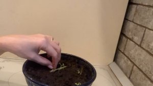 Вырастить очиток -   Проще пареной репы