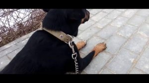 Ягдтерьер - Нарезка видео