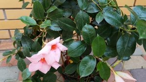 Дипладения "Мандевилла" - как за ней ухаживать, чтобы снова порадовала цветением